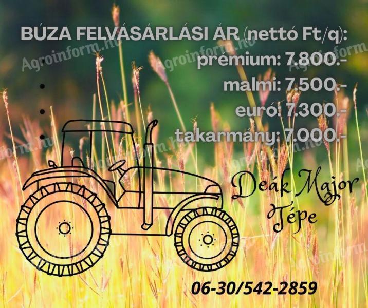 Búzafelvásárlás Tépén