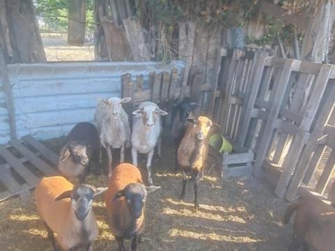 Eladó kameruni és cigája ürü Eladó kameruni és cigája ürü