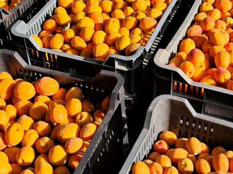 Kiváló minőségű sárgabarack eladó termelőtől Kiváló minőségű sárgabarack eladó termelőtől