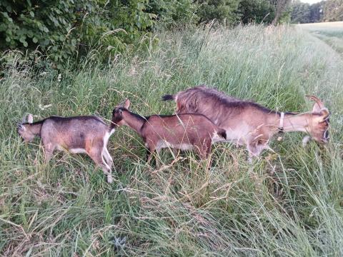 Idei kecskegödölye Idei kecskegödölye