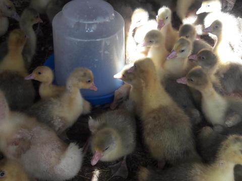 Fehér Liba 1 hetes Eladó Debrecenben Fehér Liba 1 hetes Eladó Debrecenben