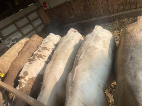 Üsző borjú Üsző borjú