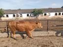 Limousin tenyészüszők (pedigrés) eladók