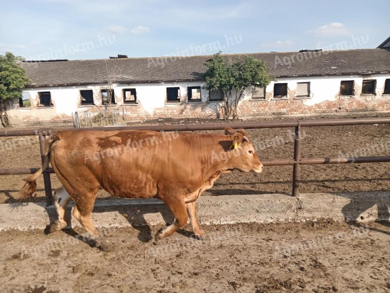 Limousin tenyészüszők (pedigrés) eladók