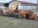 Limousin tenyészüszők (pedigrés) eladók
