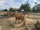 Limousin tenyészüszők (pedigrés) eladók
