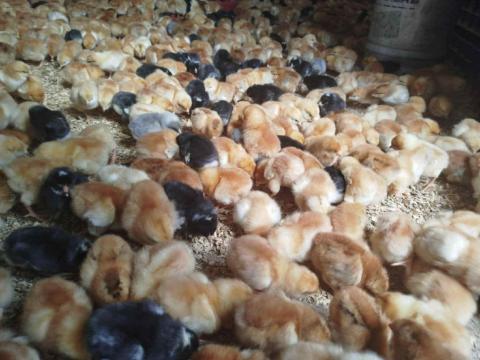 Napos csibék Napos csibék