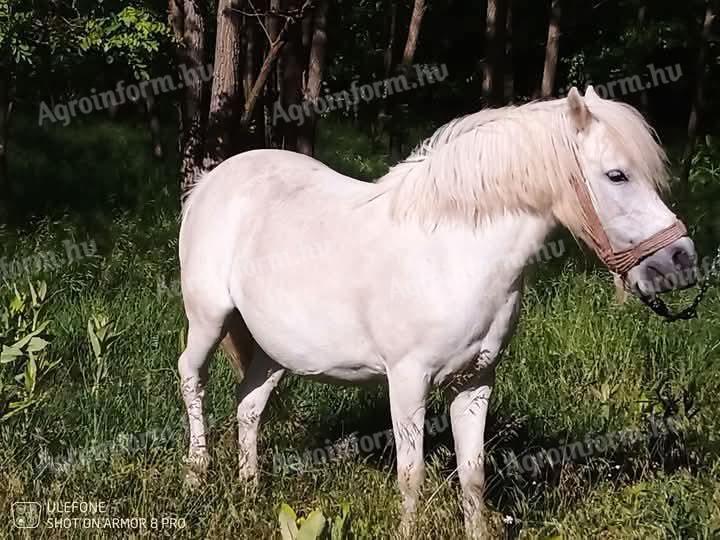 Picúr költözne