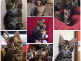 Fajtiszta Maine Coon kölykök