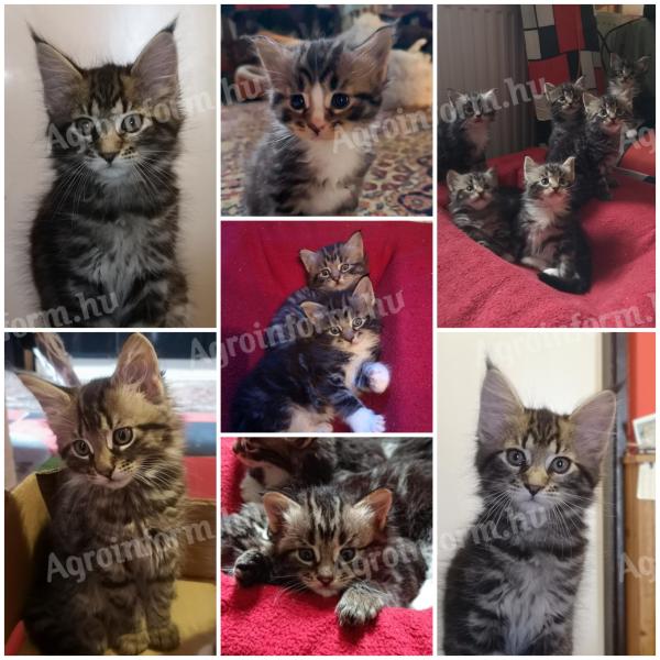 Fajtiszta Maine Coon kölykök