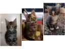 Fajtiszta Maine Coon kölykök