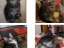 Fajtiszta Maine Coon kölykök