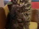 Fajtiszta Maine Coon kölykök