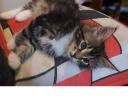 Fajtiszta Maine Coon kölykök