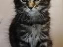 Fajtiszta Maine Coon kölykök