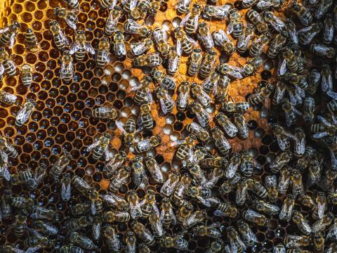 Eladó méhcsaládok Eladó méhcsaládok