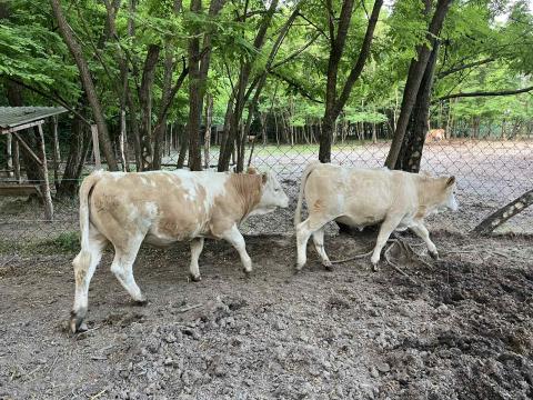 2 db Magyartarka üsző eladó 2 db Magyartarka üsző eladó