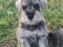 Eladó só-bors törpe Schnauzer fajtatiszta,  FCI törzskönyves kiskutyák