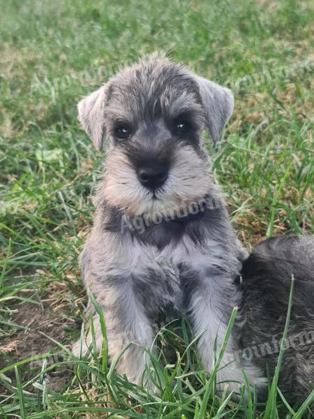 Eladó só-bors törpe Schnauzer fajtatiszta,  FCI törzskönyves kiskutyák