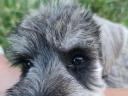 Eladó só-bors törpe Schnauzer fajtatiszta,  FCI törzskönyves kiskutyák