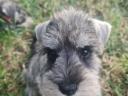 Eladó só-bors törpe Schnauzer fajtatiszta,  FCI törzskönyves kiskutyák