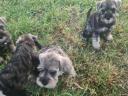 Eladó só-bors törpe Schnauzer fajtatiszta,  FCI törzskönyves kiskutyák