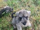 Eladó só-bors törpe Schnauzer fajtatiszta,  FCI törzskönyves kiskutyák