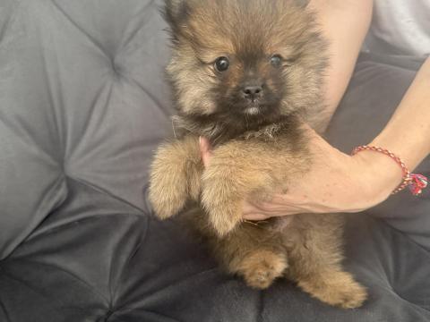 Pomeraniai törpespitz fajtajellegű kiskutyák Pomeraniai törpespitz fajtajellegű kiskutyák