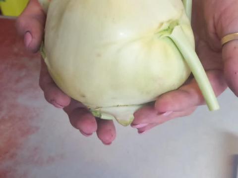 Óriás karalábé Óriás karalábé