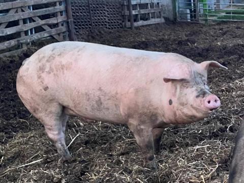 Hízó eladó, 180-220 kg Hízó eladó, 180-220 kg