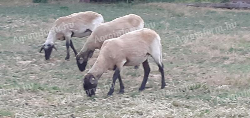 Törzstenyészetből cigája jerkék eladók