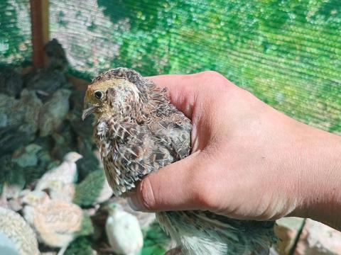 3 hetes fürjek vegyes ivarban költöznének 3 hetes fürjek vegyes ivarban költöznének