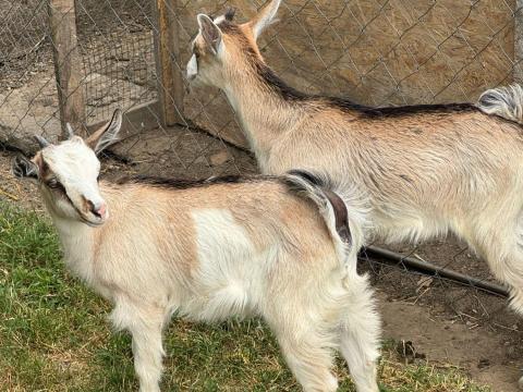 Eladó kecskék Eladó kecskék