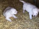 Komondor kiskutya
