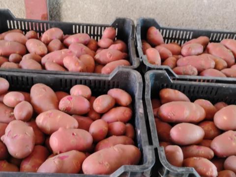 Balatoni rózsa burgonya eladó Balatoni rózsa burgonya eladó