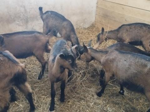 Eladó gödölyék Eladó gödölyék