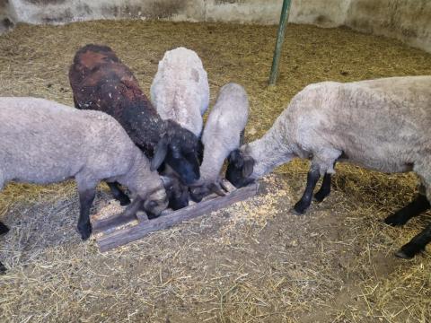 Birkacsalád eladó Birkacsalád eladó