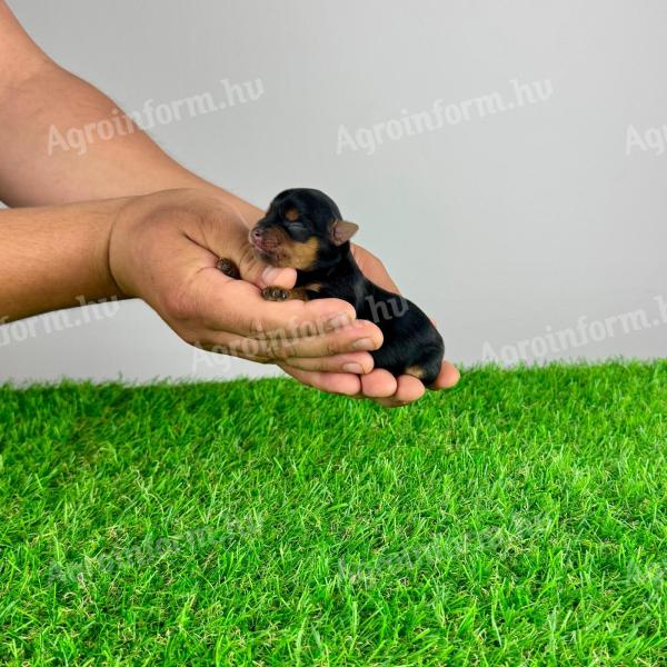 Törzskönyves Yorkshire terrier Yorki kiskutya