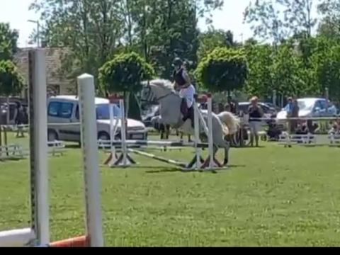 Munkalovas, lovász állást keresek Munkalovas, lovász állást keresek