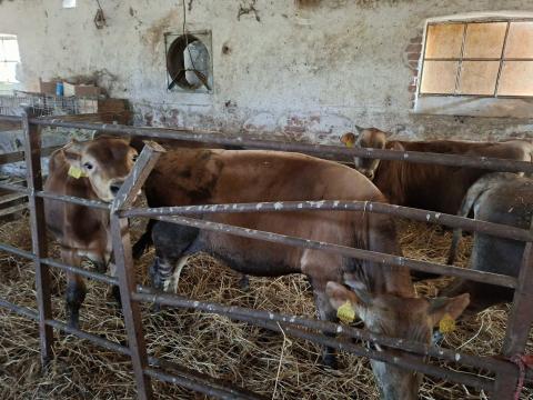 Jersey bika borjak Jersey bika borjak