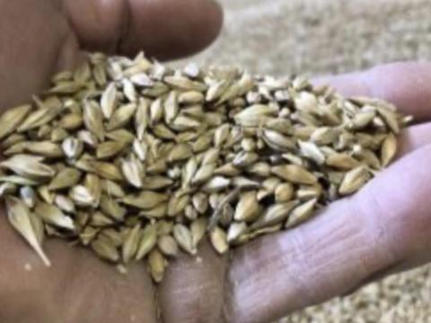 Árpa felvásárlás Árpa felvásárlás