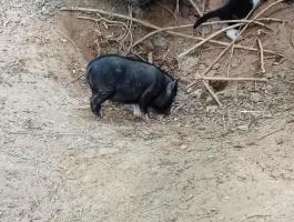 Vietnami csüngőhasú malac
