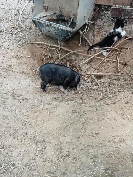 Vietnami csüngőhasú malac