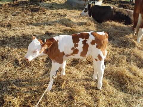 Szarvasmarha bika borjú Szarvasmarha bika borjú