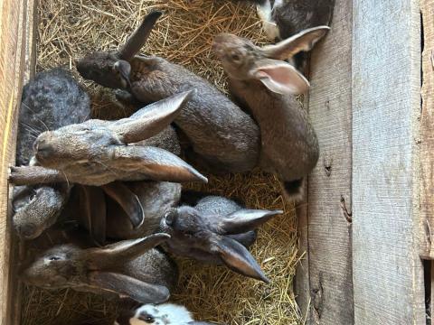 Paraszt nyulak Paraszt nyulak