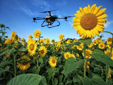 Gombaölő és terméshozamnövelő drónnal napraforgóba Gombaölő és terméshozamnövelő drónnal napraforgóba