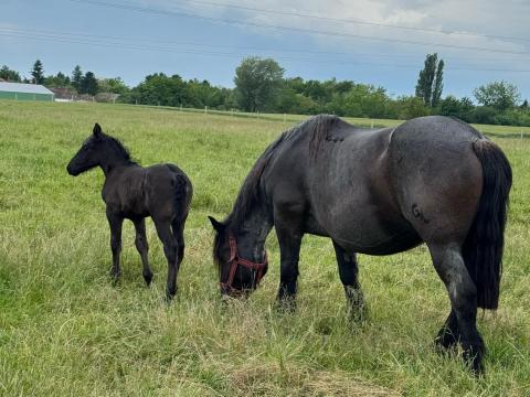 Lovász állás lehetőség