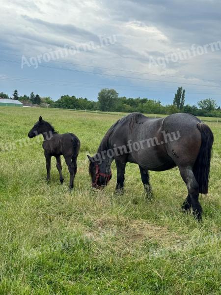 Lovász állás lehetőség