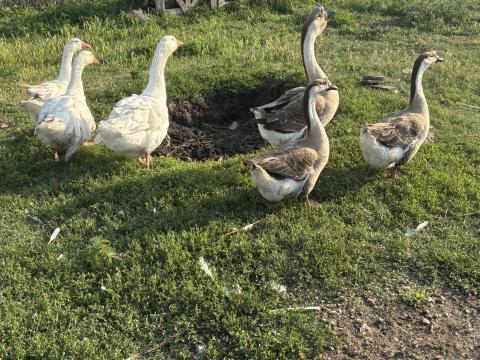 Liba hortobàgyi fehér és bütykös szürke Liba hortobàgyi fehér és bütykös szürke