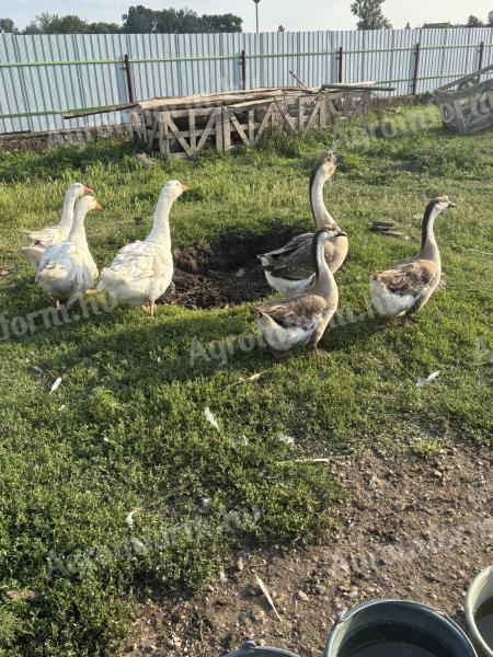 Liba hortobàgyi fehér és bütykös szürke